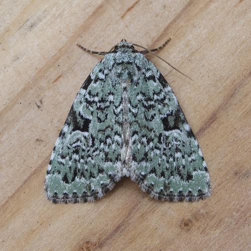 Green Leuconycta Moth