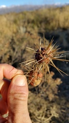 Maihueniopsis ovata