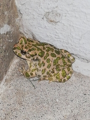 Bufotes viridis viridis