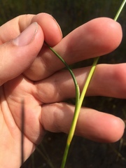 Juncus brachycephalus