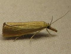 Agriphila straminella