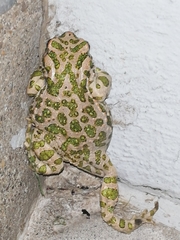 Bufotes viridis viridis