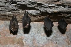 Lesser Horseshoe Bat photo 3