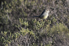 Prinia maculosa exultans