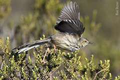 Prinia maculosa exultans