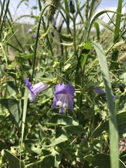 Maurandya antirrhiniflora