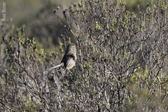 Prinia maculosa exultans