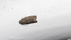 Proteoteras willingana