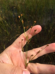 Juncus brachycephalus