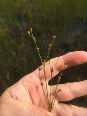 Juncus brachycephalus