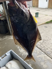 Hippoglossus stenolepis