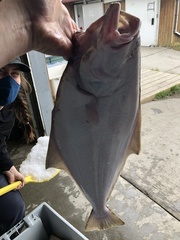 Hippoglossus stenolepis