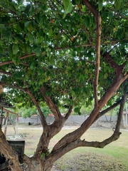 Psidium guajava