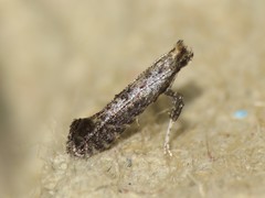 Parornix geminatella
