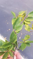 Image of Corythucha ulmi
