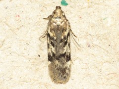 Chionodes thoraceochrella