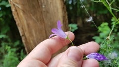 Campanula rapunculus