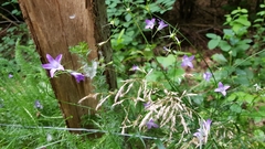 Campanula rapunculus