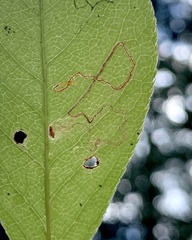 Stigmella slingerlandella