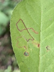 Stigmella slingerlandella