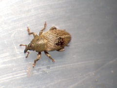 Tychius stephensi
