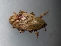 Tychius stephensi