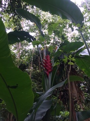 Heliconia caribaea