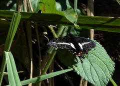 Parides proneus