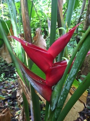 Heliconia caribaea
