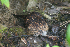 Uropsalis segmentata