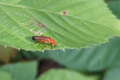 Rhagonycha fulva