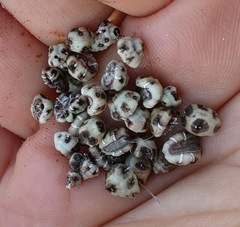 Ceroplastes sinensis