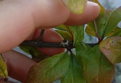 Ceroplastes sinensis