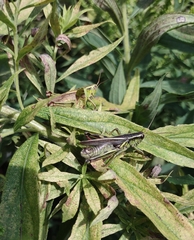 Melanoplus bivittatus