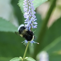 Bombus