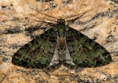 Myrioblephara duplexa