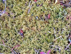 Thuidiopsis