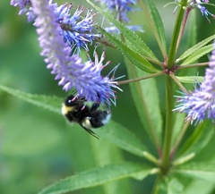 Bombus