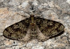 Myrioblephara duplexa