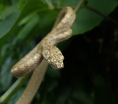 Spotted Tree Snake photo 3