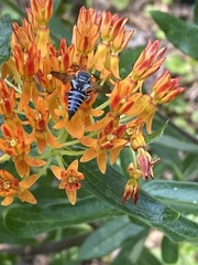 Coelioxys octodentatus