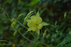 Aquilegia longissima