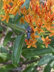 Coelioxys octodentatus