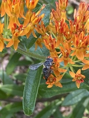 Coelioxys octodentatus