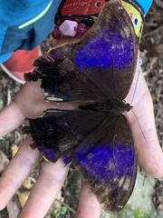 Eryphanis