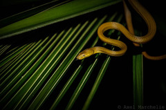 Spotted Tree Snake photo 2