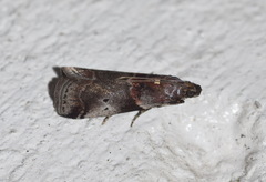 Acrobasis suavella