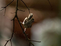 Baeolophus bicolor × atricristatus