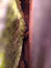 Pipistrellus pygmaeus