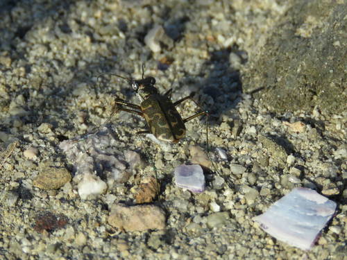 photo of Mudflat Tiger Beetle (Cicindela trifasciata sigmoidea)